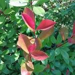 Photinia glabra Blad