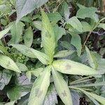 Persicaria lapathifoliaLeaf