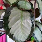 Goeppertia picturata 葉