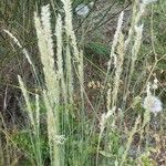 Melica ciliata Συνήθη χαρακτηριστικά