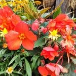 Begonia sutherlandii Kwiat