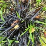 Ophiopogon planiscapus Blatt