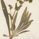 Bupleurum angulosum Hábito