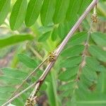 Indigofera suffruticosaᱵᱟᱦᱟ