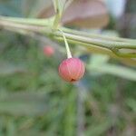 Phyllanthus castus