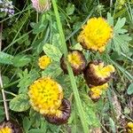 Trifolium badium Çiçek