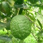 Citrus hystrix Frucht