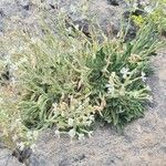 Silene andryalifolia List