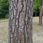 Pinus echinata Corteza