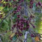 Rhamnus alaternus Fruit