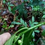 Solanum anceps Flower