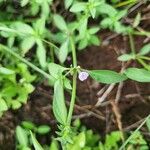 Justicia heterocarpa Bloem