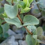 Origanum scabrum Leaf
