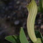 Aristolochia fontanesii 花