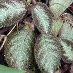 Episcia lilacina Hoja