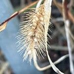 Setaria verticillata Λουλούδι