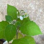 Solanum aethiopicum Blatt