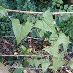 Mikania vitifolia पत्ता