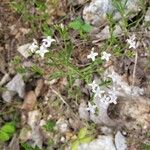 Stenaria nigricans Flower