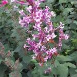 Syringa villosa Flower