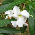 Pachypodium lamerei Leaf