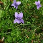 Viola rivinianaFlower