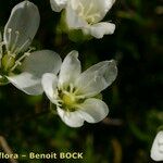 Sagina glabra Flor