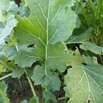 Brassica napus Leaf