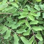 Sanguisorba menendezii Leaf