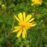 Crepis paludosaFlower