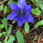 Gentiana acaulis Квітка