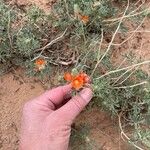 Sphaeralcea coccinea 花