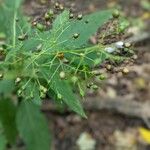 Scrophularia marilandica Ffrwyth