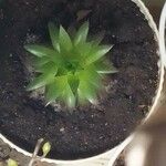 Sempervivum tectorumপাতা