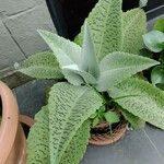 Kalanchoe gastonis-bonnieri Leaf