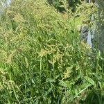 Rumex thyrsiflorus Natur