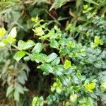 Rhaphithamnus spinosus Hoja