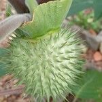 Datura innoxia Gyümölcs