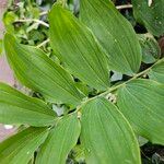 Polygonatum × hybridum ফুল