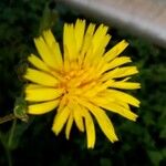 Hypochaeris radicata Blüte