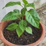 Capsicum chinense Fuelha