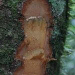 Anthonotha macrophylla چھال