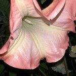 Brugmansia spp. Fleur