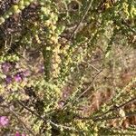 Salsola vermiculata Fiore
