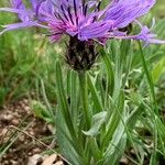 Cyanus triumfettii Flower