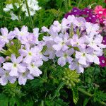 Verbena × hybrida Cvet