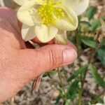 Aquilegia flavescens Цветок