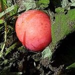 Prunus brigantina Fruit