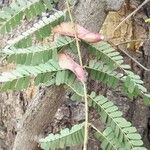 Pterolobium stellatum Fruit