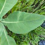 Verbascum thapsusFolha